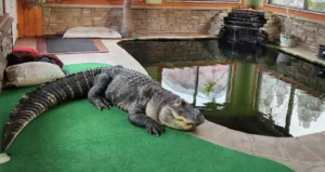 New York celebrity Albert the Alligator now living in Texas’ Gator Country