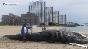 Whale Autopsies Reveal Leading Cause of Death