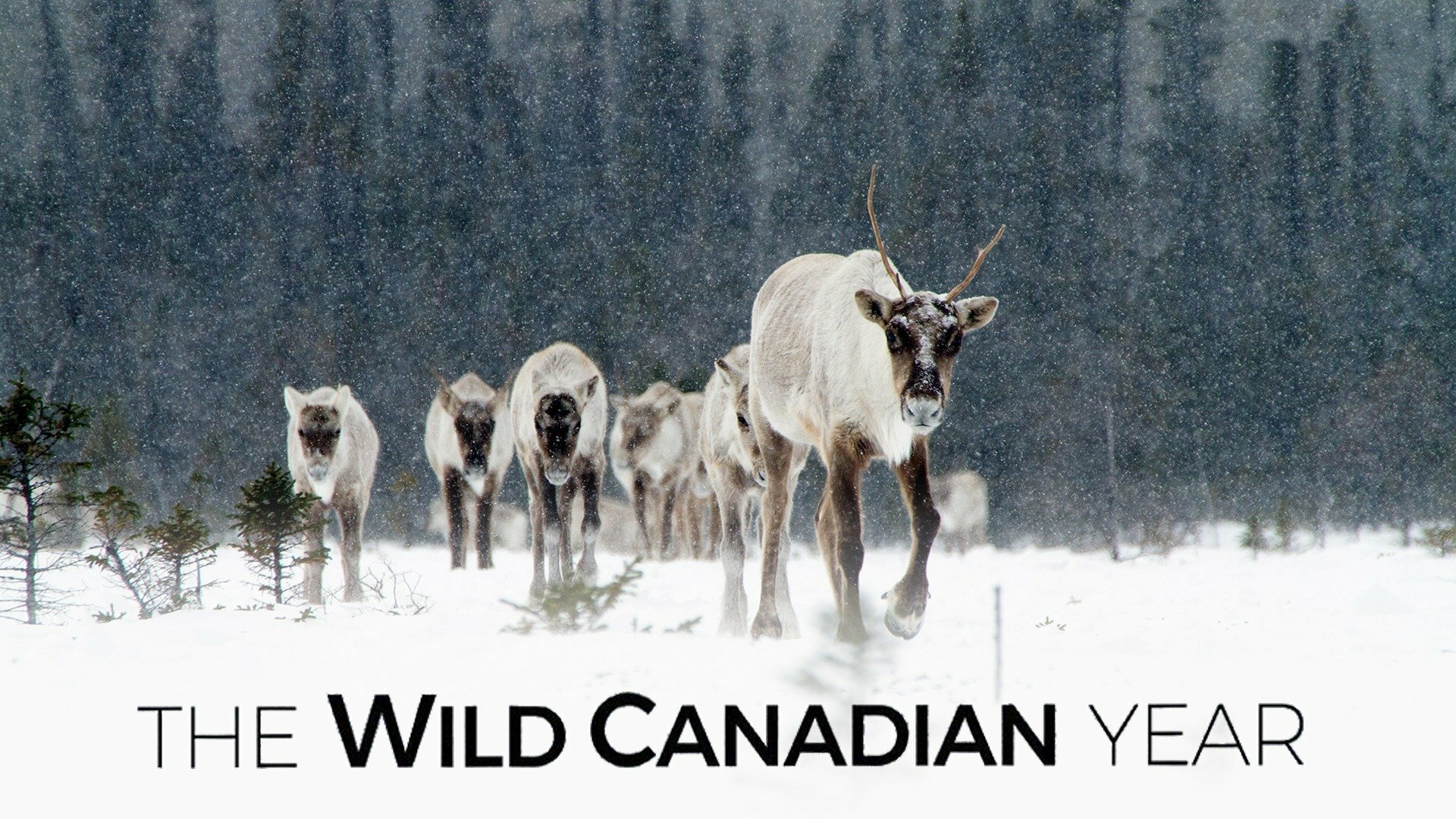 The Wild Canadian Year