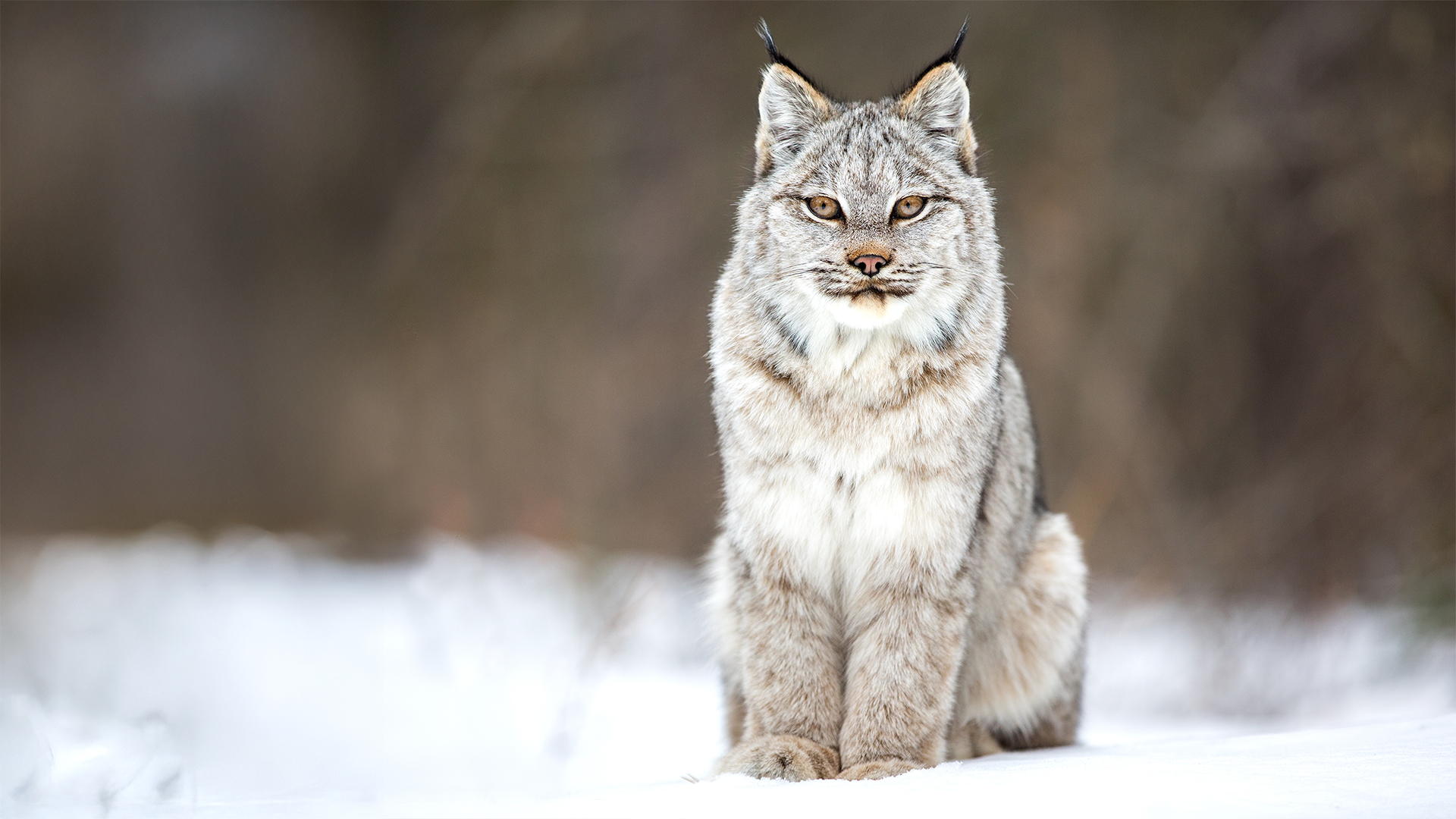 The Wild Canadian Year