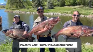 Hefty Carp Invade Colorado Pond