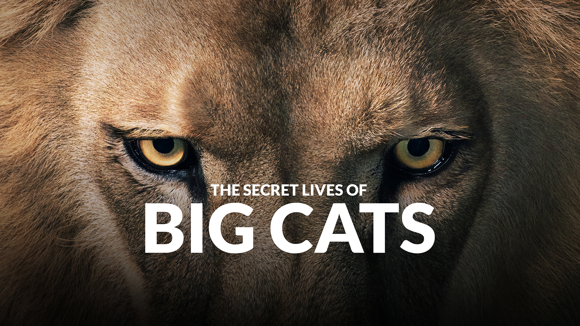 The Secret Lives of Big Cats