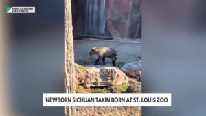 Sichuan Takin Born in St. Louis