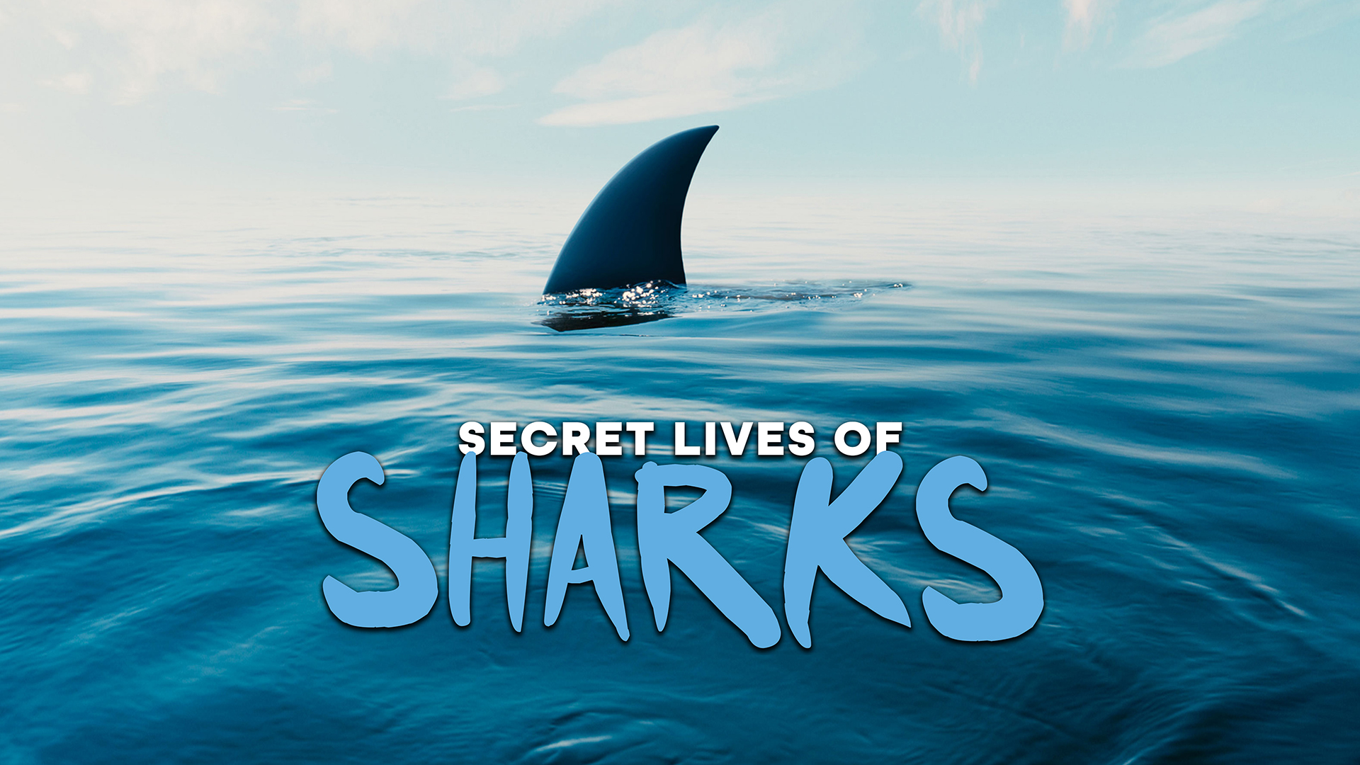The Secret Lives of Sharks