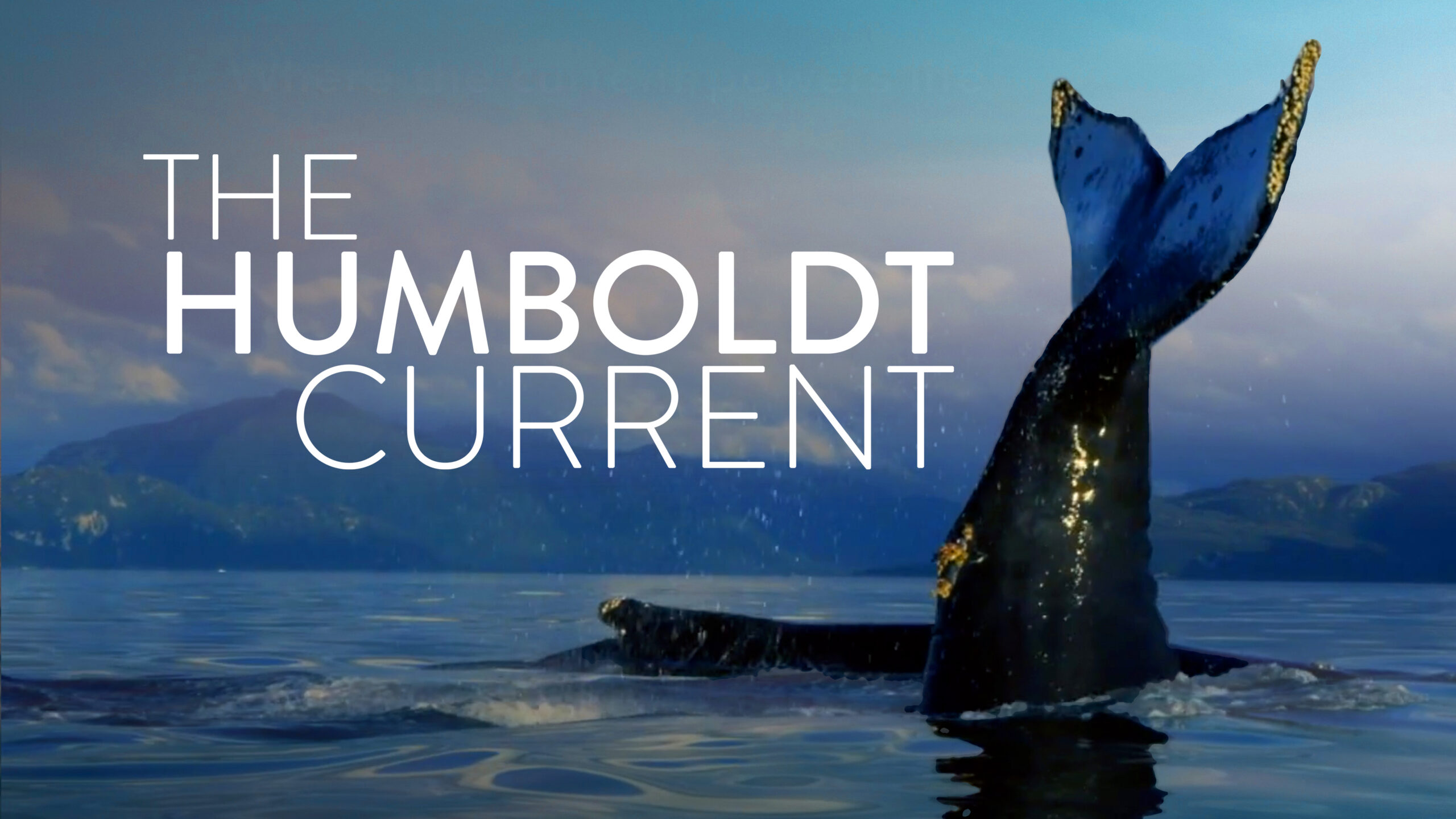 The Humboldt Current