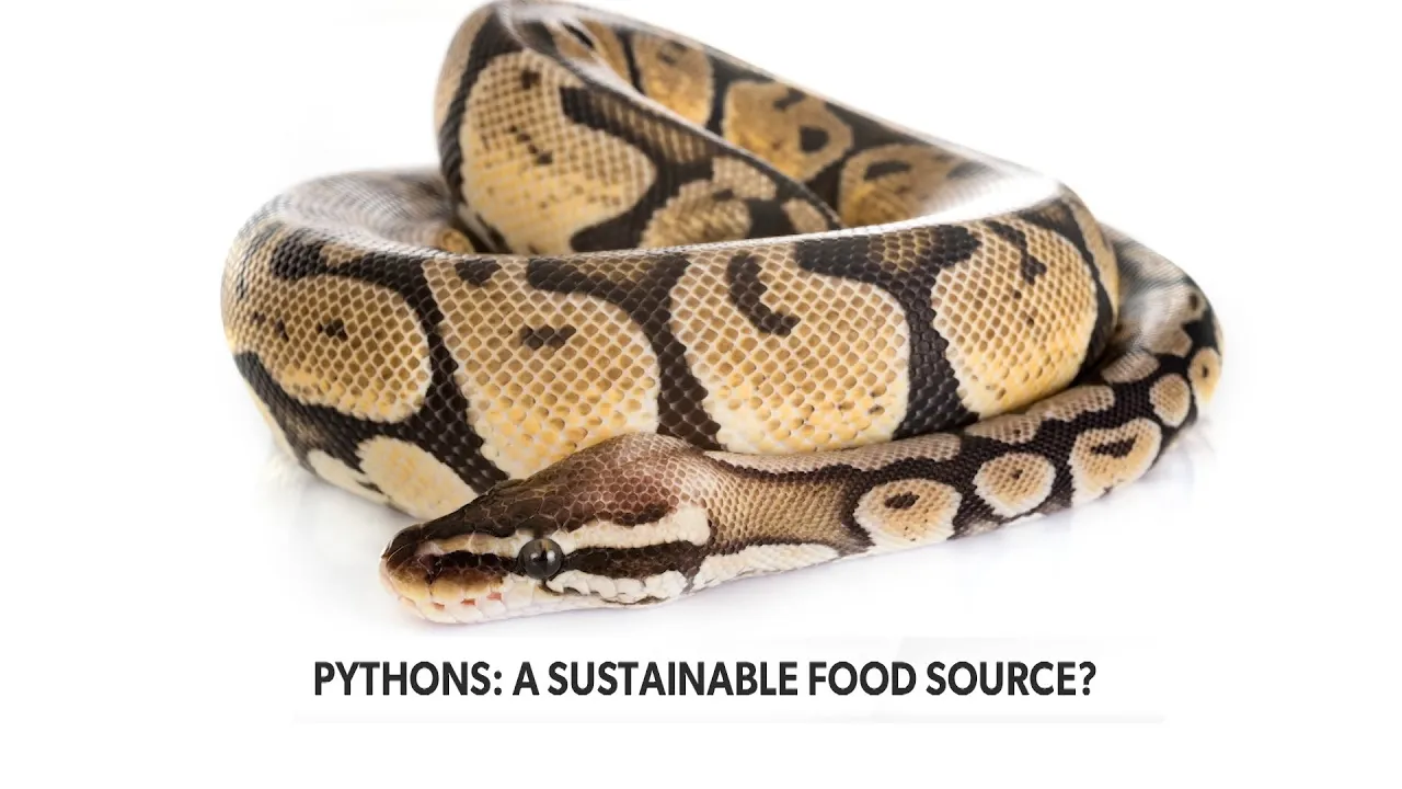 Python on the Menu - EarthX