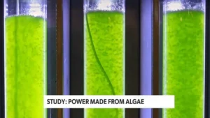 A New Use for Algae?