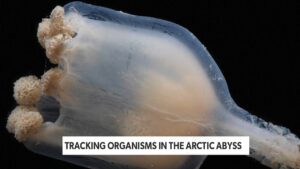 What Lives in the Arctic Abyss?