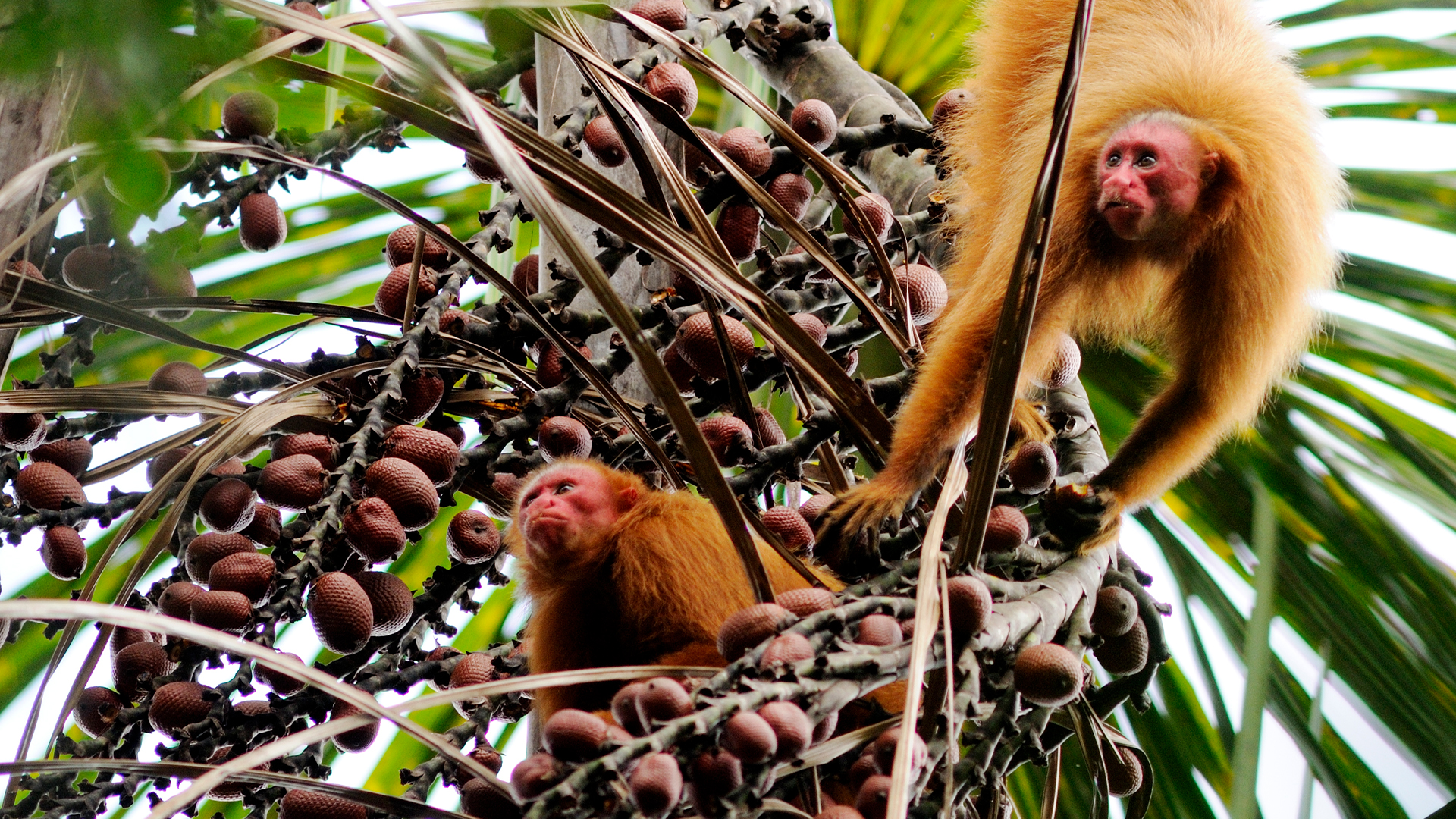 Uakari: Secrets of the English Monkey Uakari: Secrets of the English Monkey