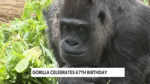 World’s Oldest Gorilla Turns 67 Years Young!