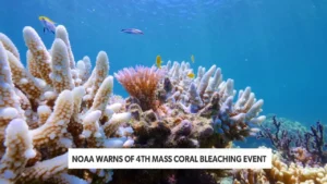 Coral Bleaching