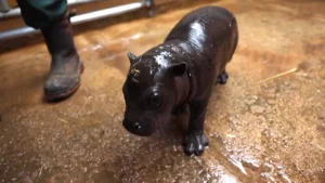 Rare Pygmy Hippo Born in Greece