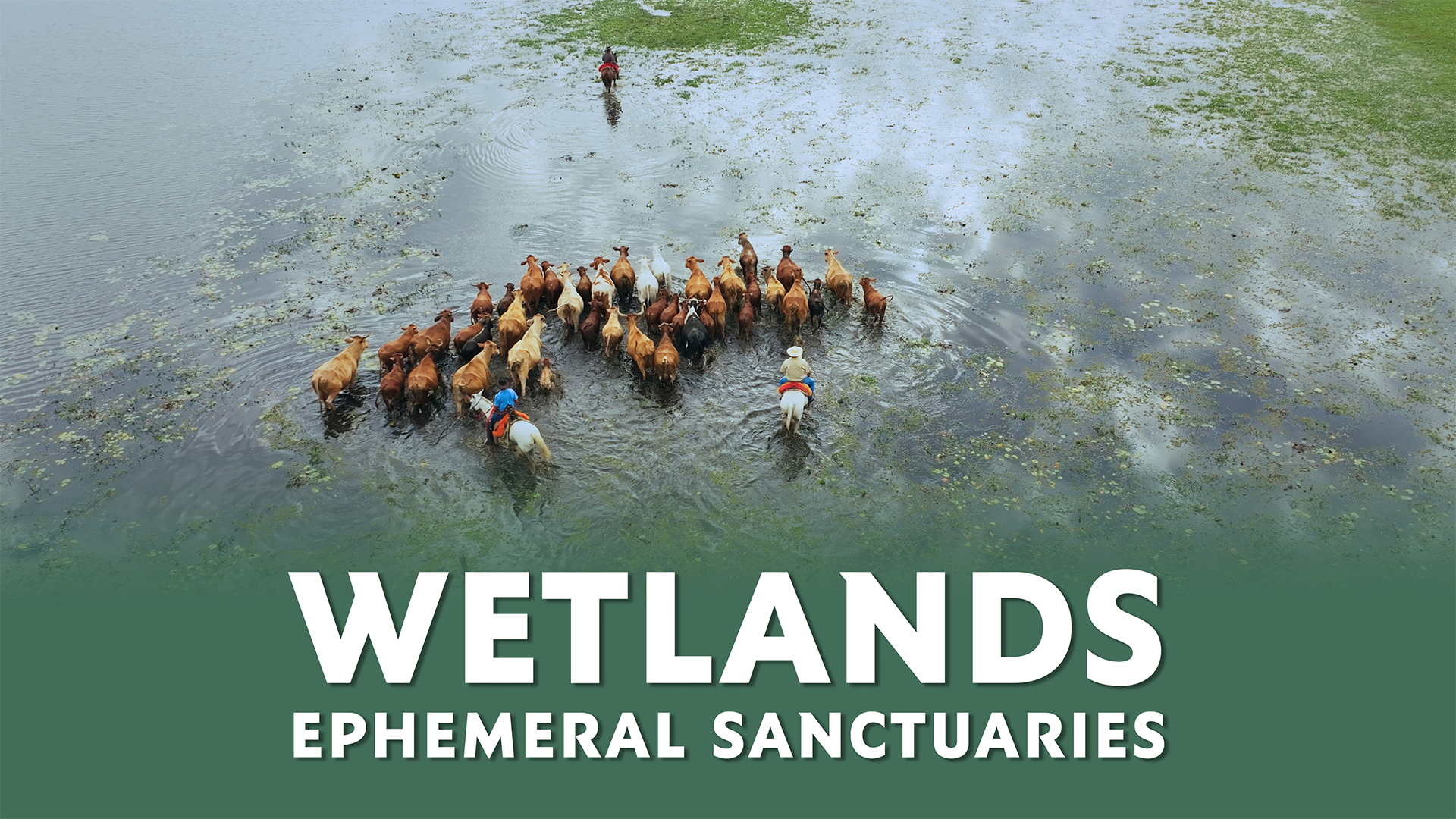 Wetlands: Ephemeral Sanctuaries