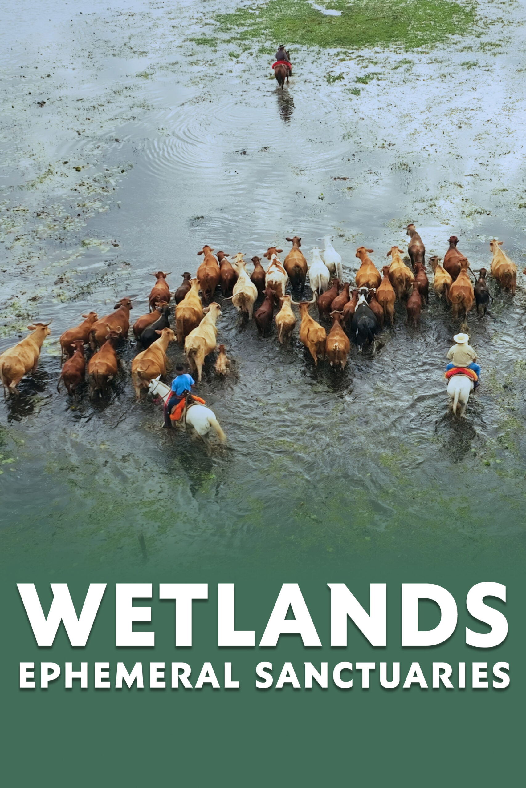 Wetlands: Ephemeral Sanctuaries