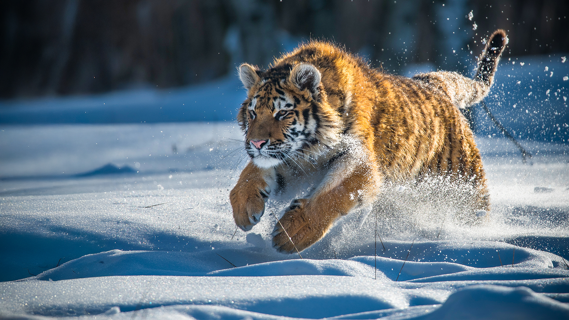Wild Winter