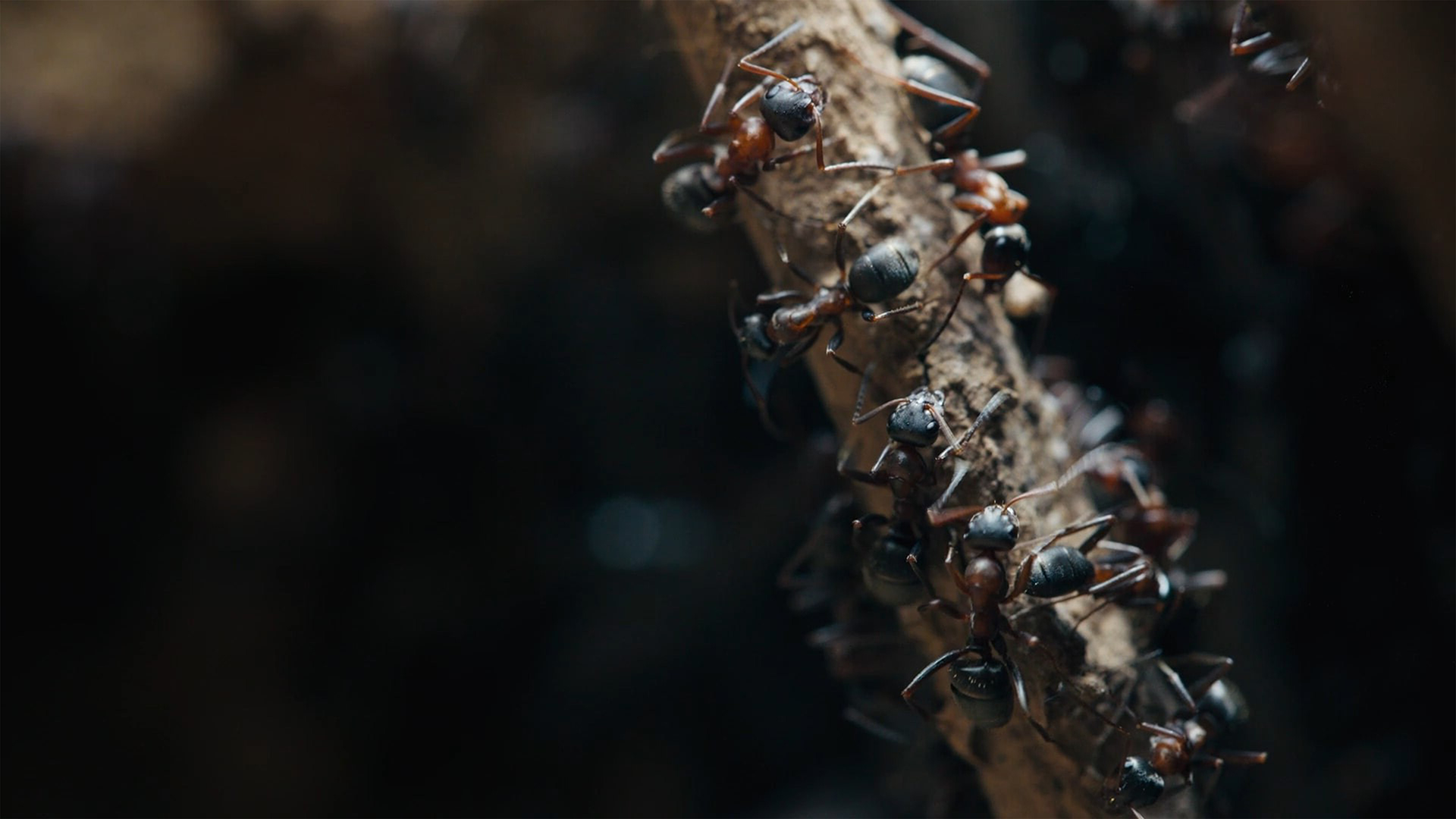 The Realm of Ants The Realm of Ants