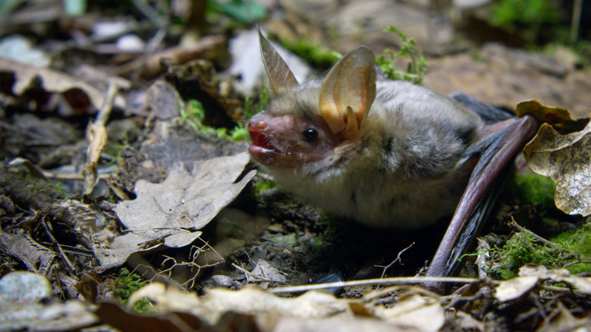 The Secret Life of Bats