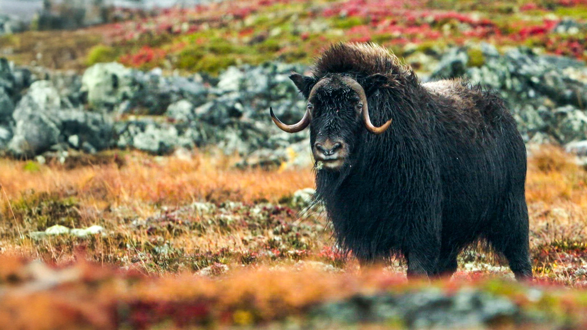 Hard Truths of Conservation