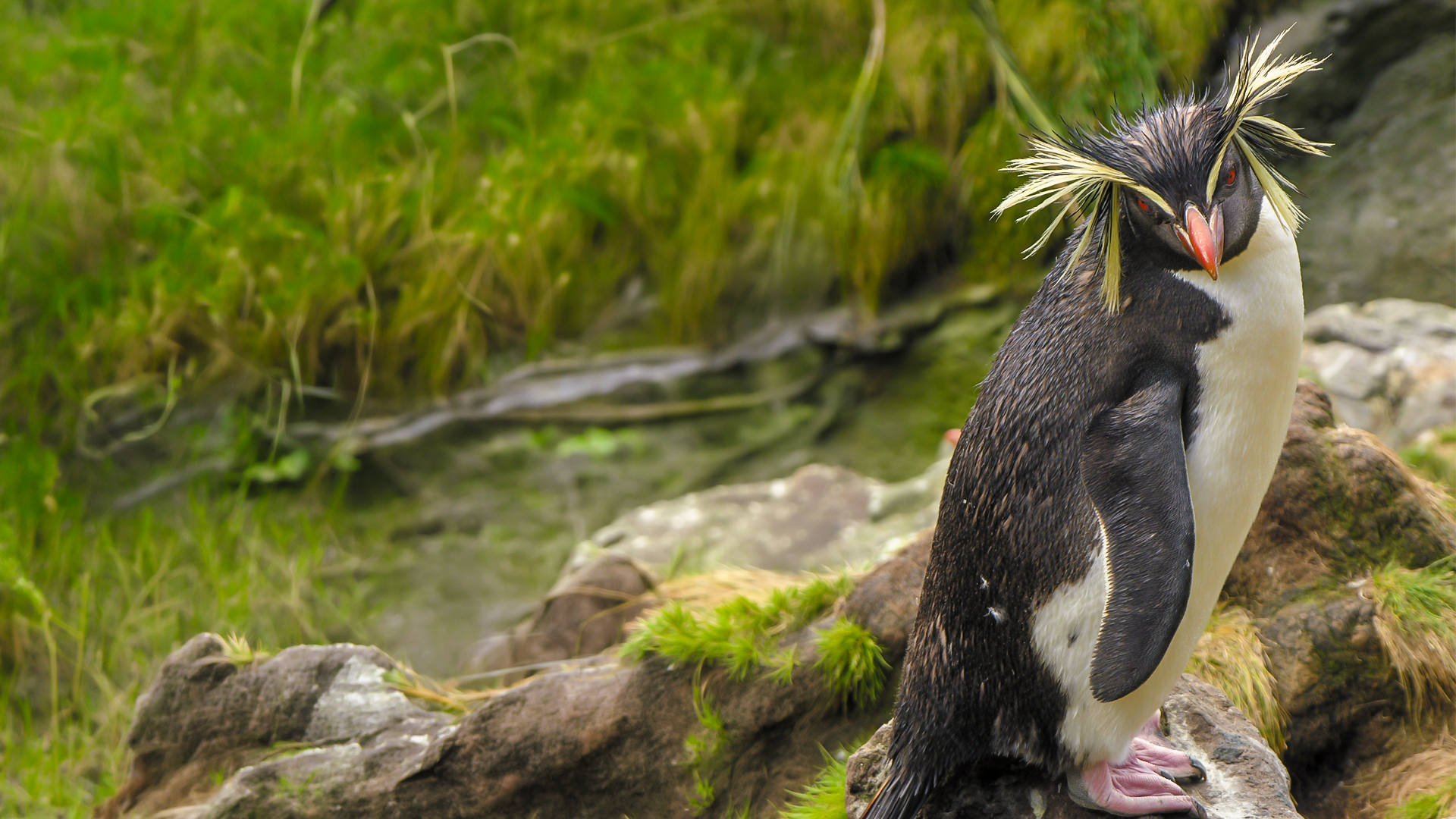 Atlantic: Fire in the Ocean