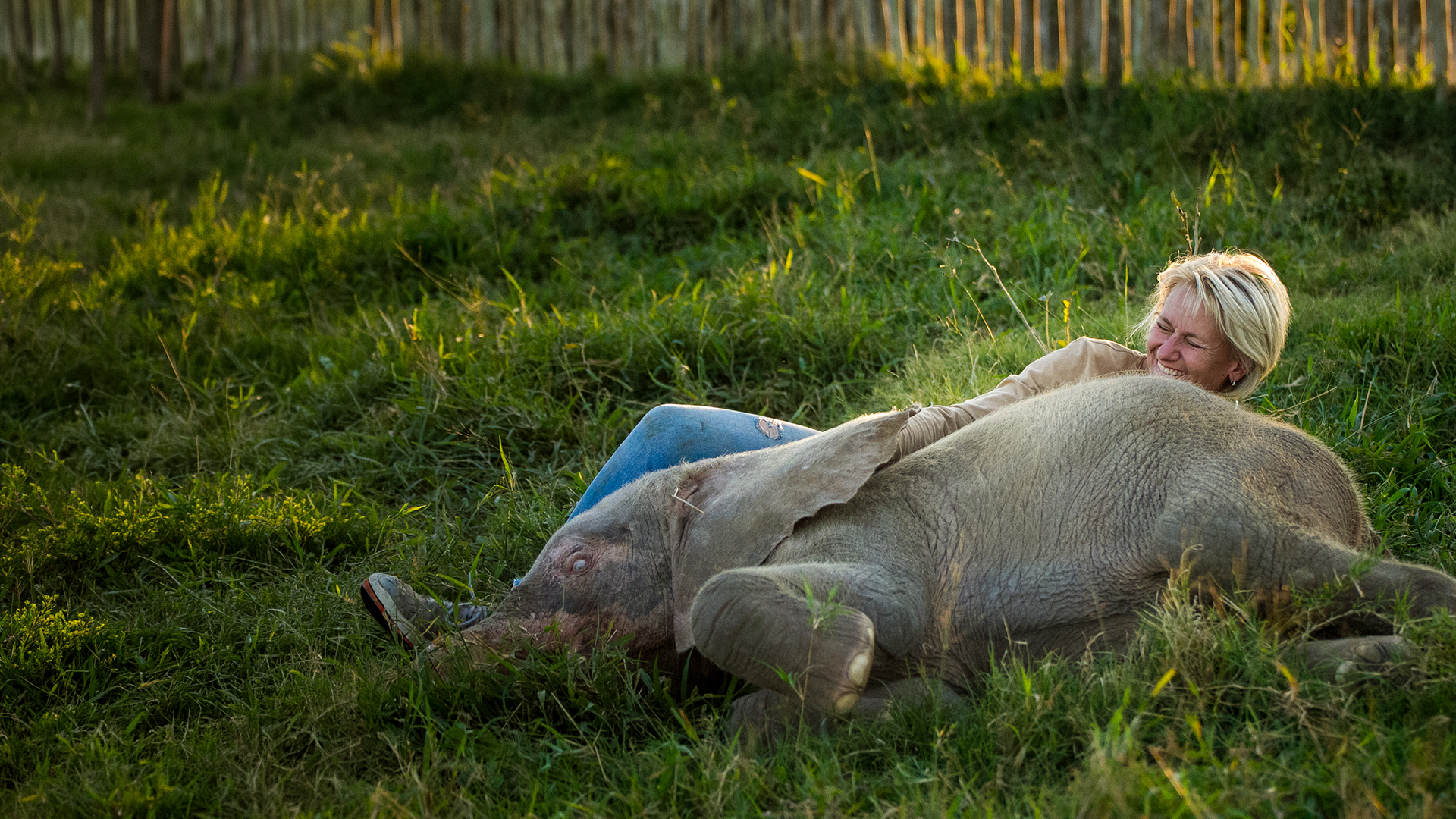 Diary of an Elephant Orphan