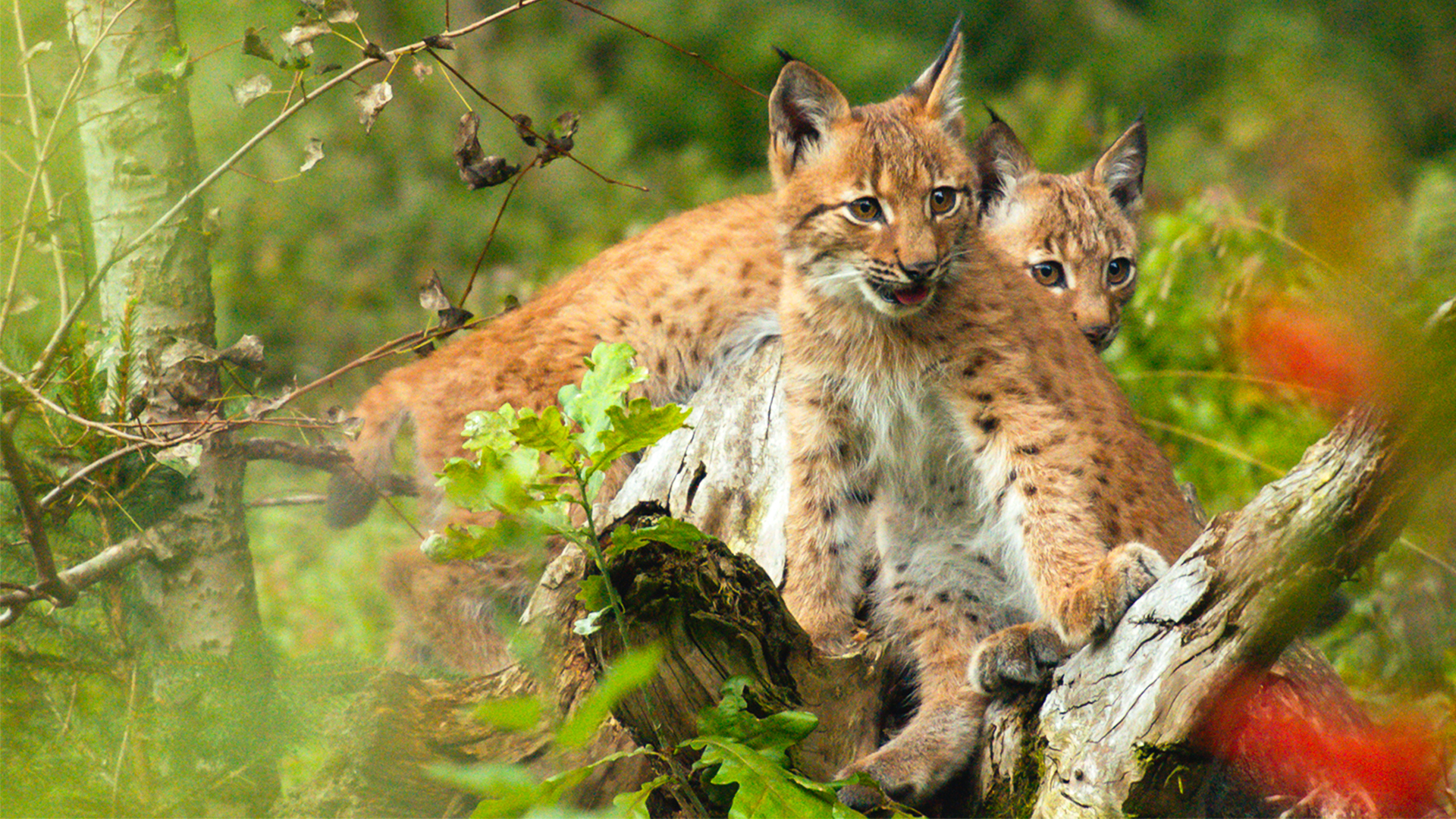 How to Train Your Killer