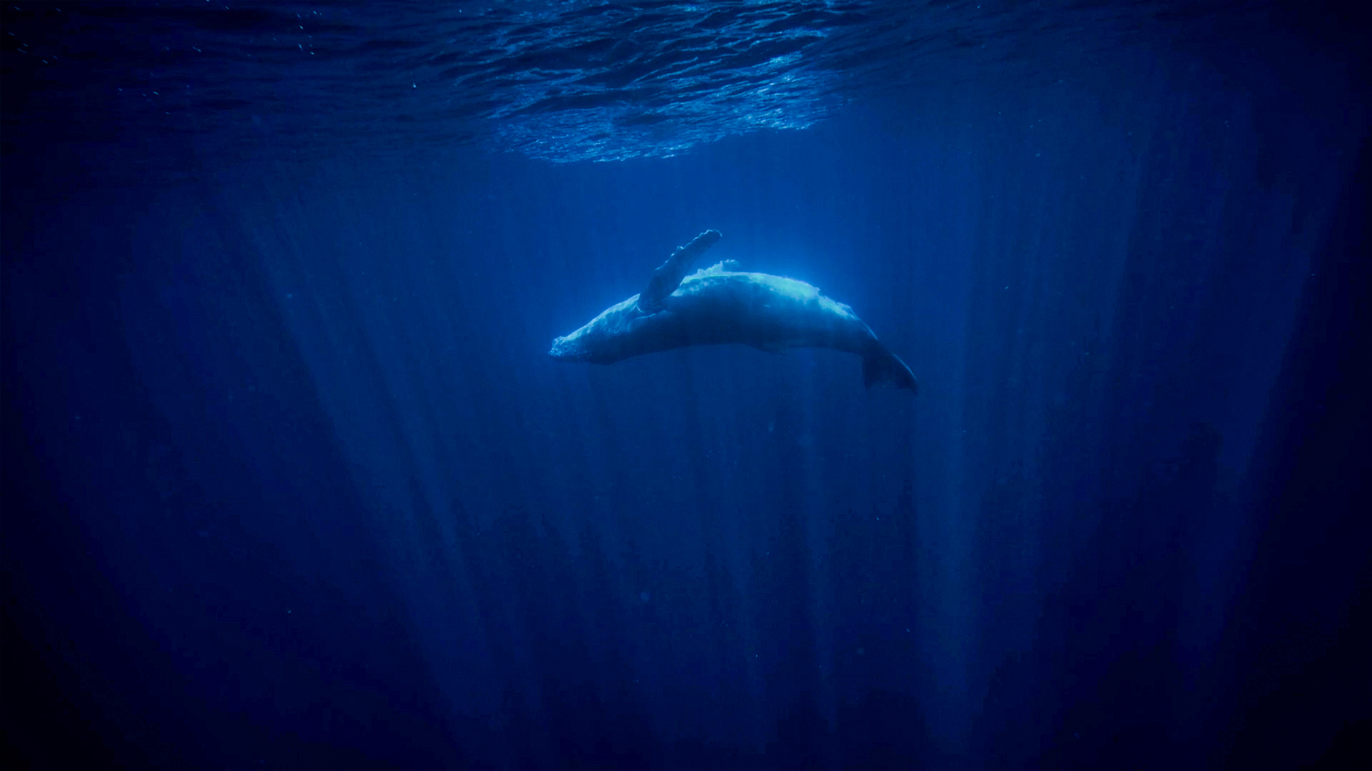 Leviathan – Whale and Man