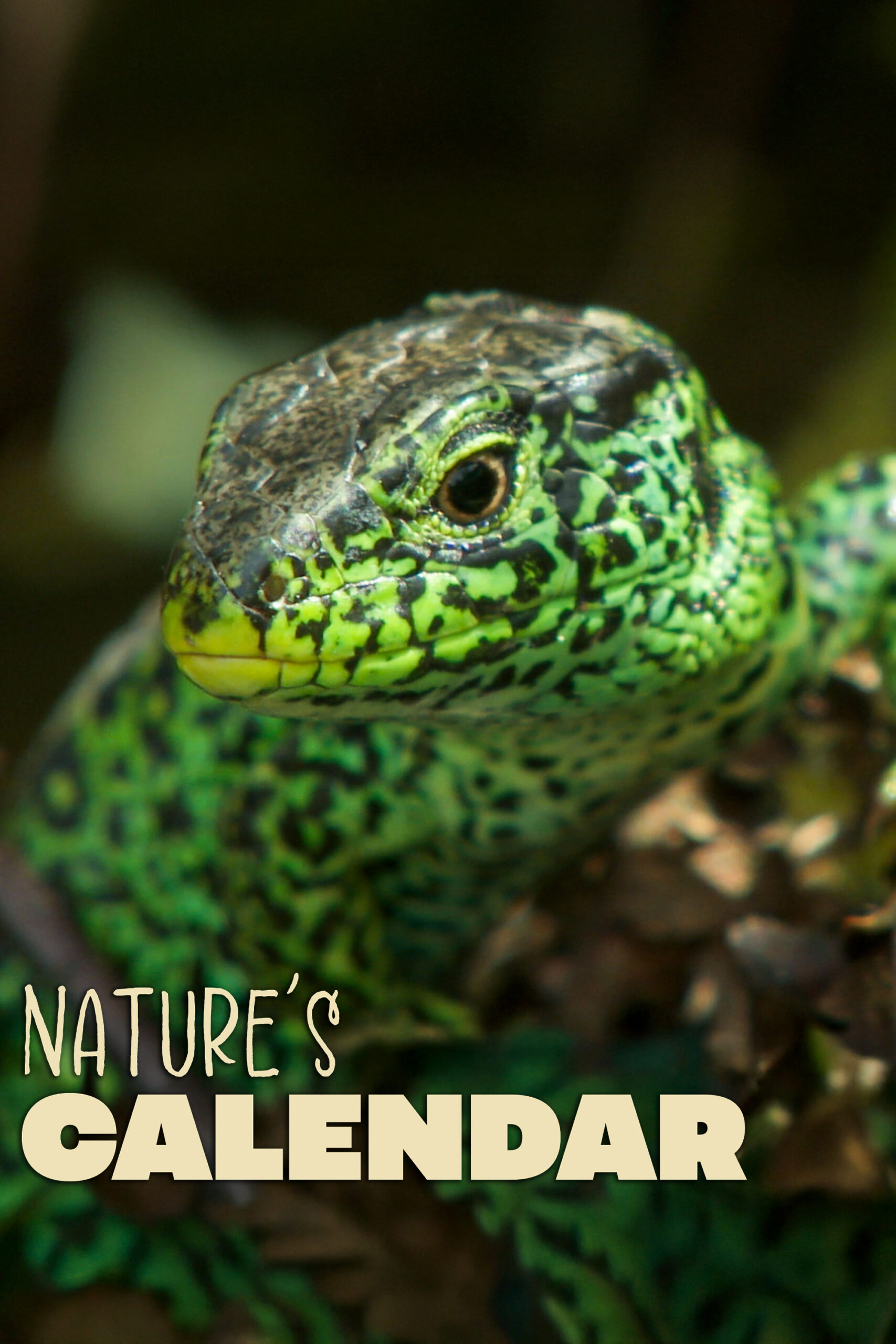 Nature’s Calendar
