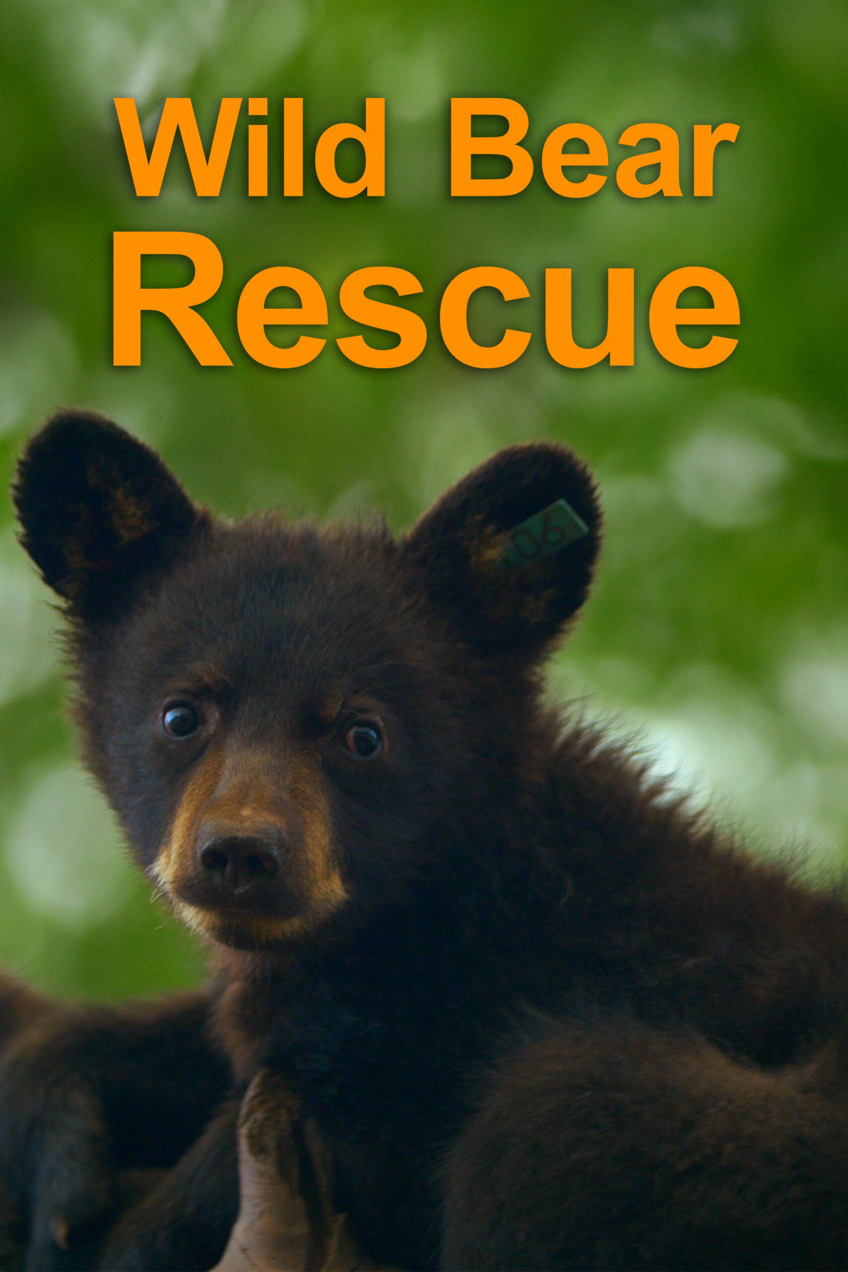 Wild Bear Rescue