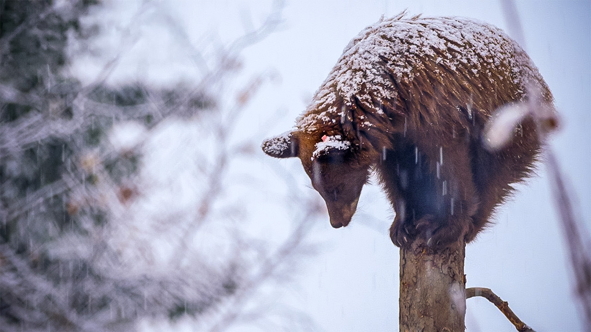 Cub Hibernation