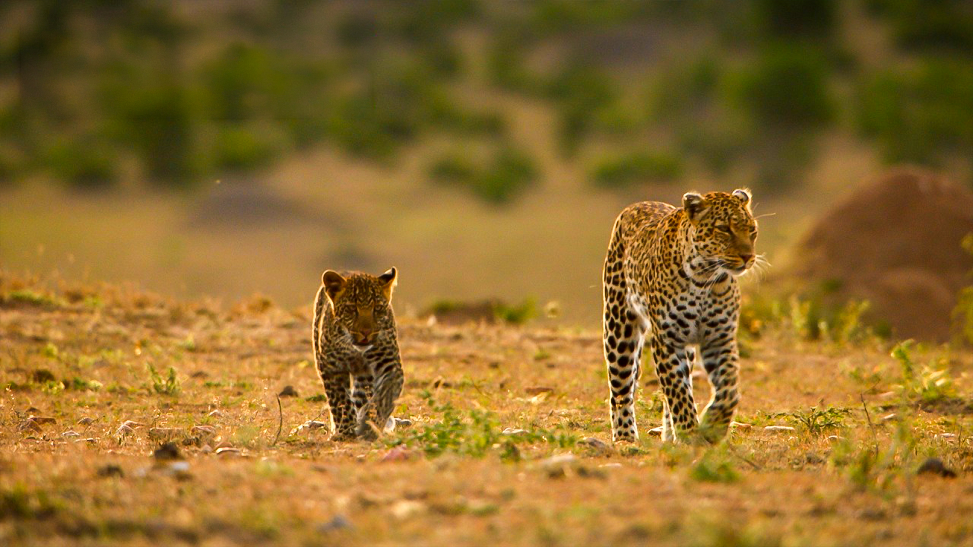   Leopard Cub Learns to Hunt