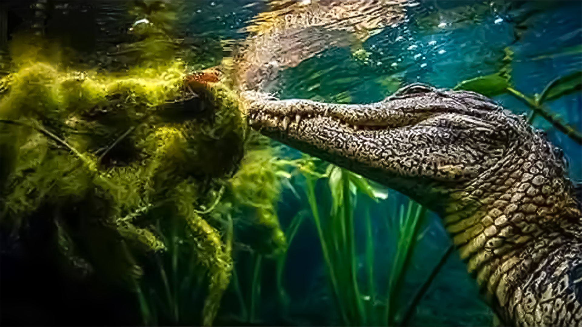 The American Crocodile In The Dominican Republic
