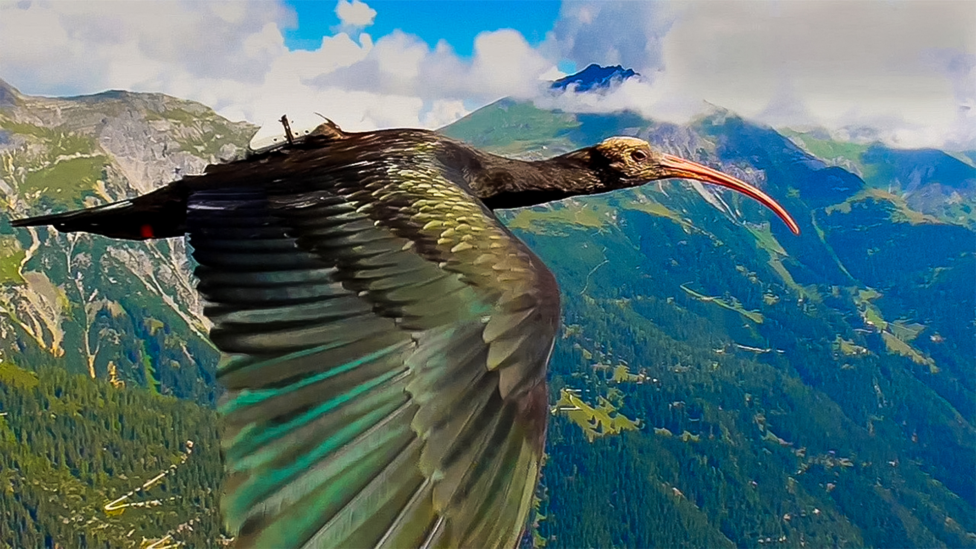  The Bald Ibis