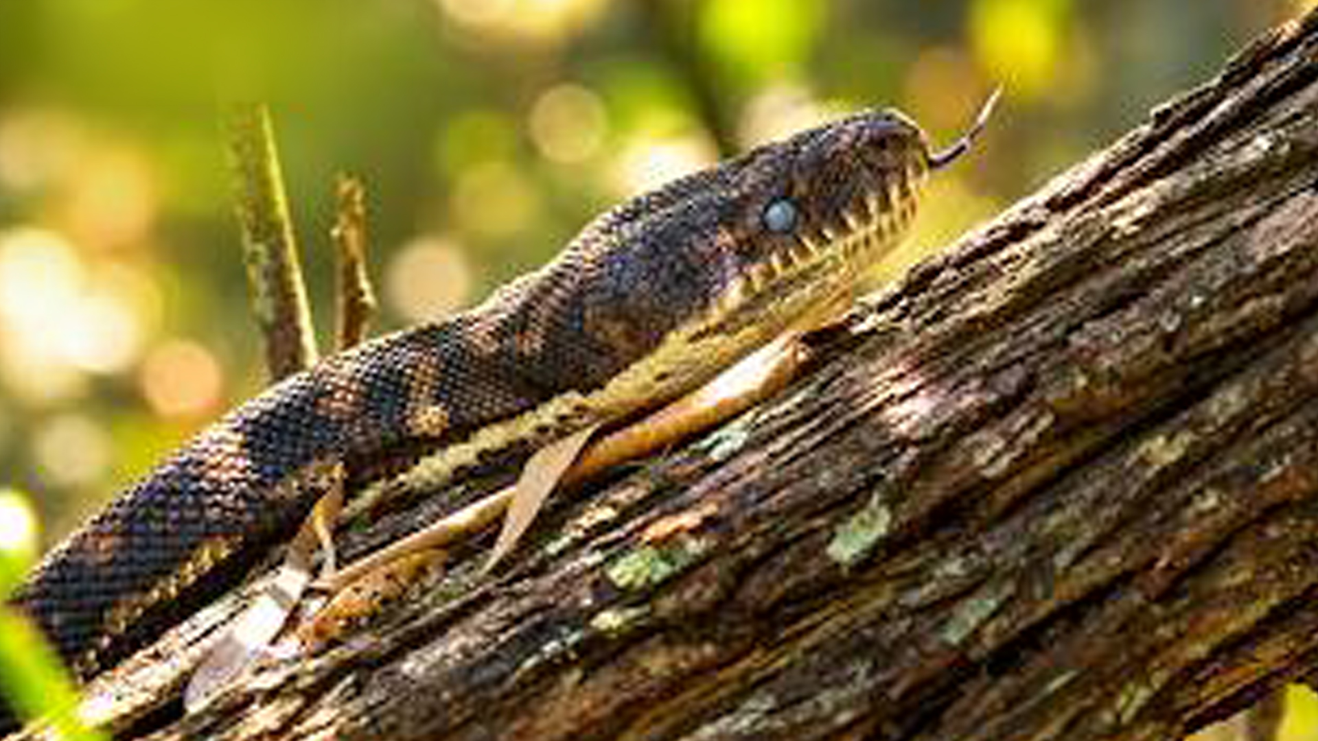 Catching And Releasing A Carpet Python